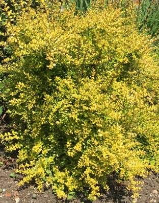 Lonicera Baggesens Gold small leaves
